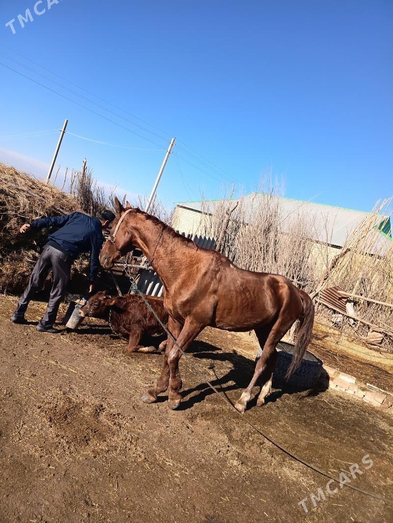 at - Babadaýhan - img 1