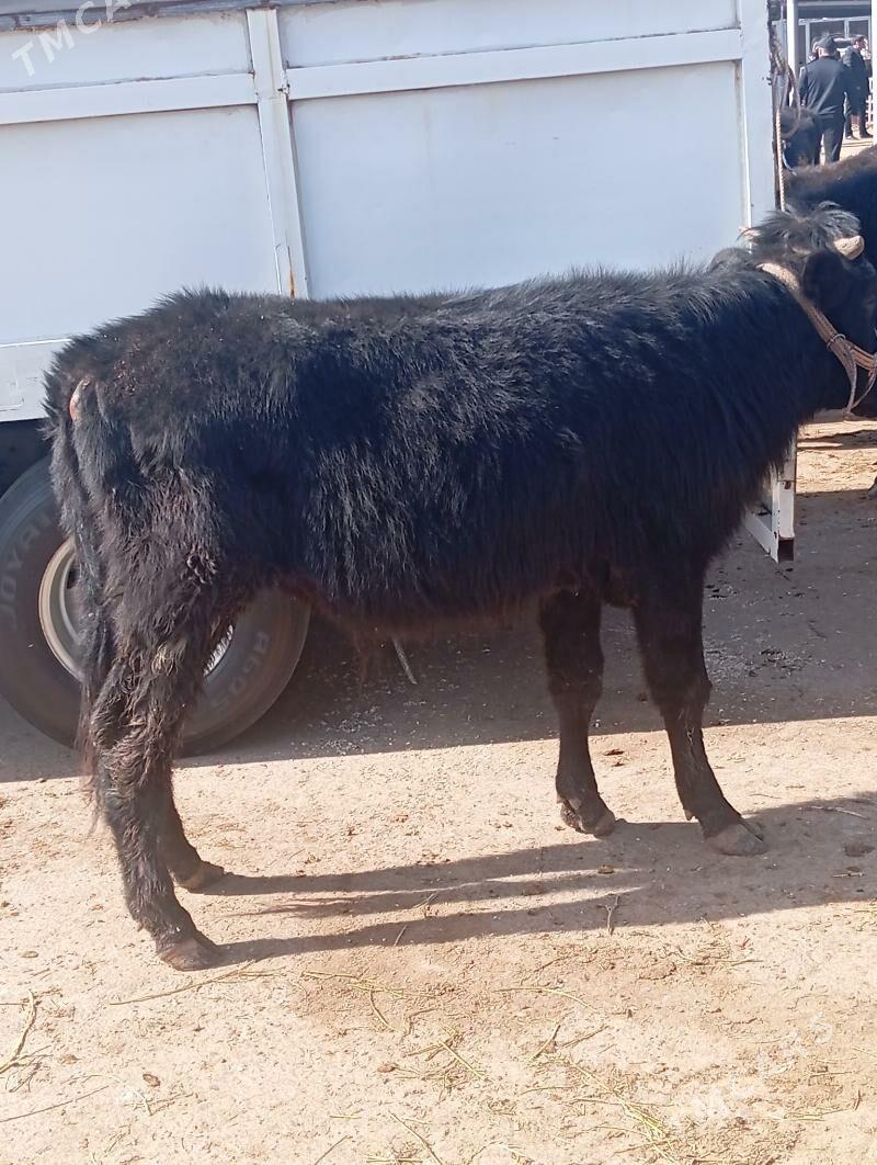 okuz - Хитровка - img 1