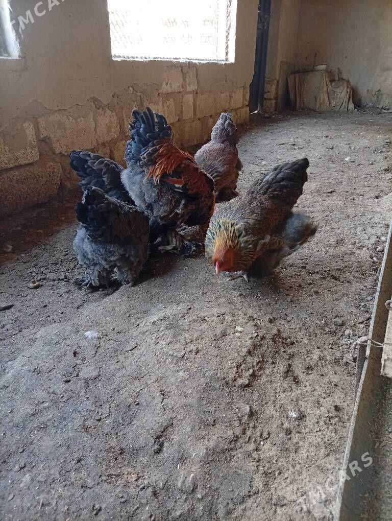 Brama towuklar - Гызыларбат - img 1