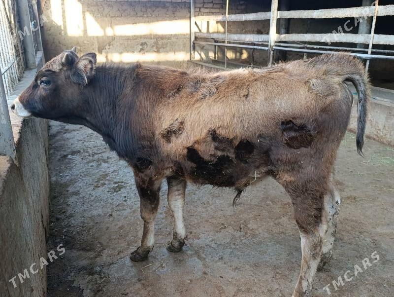 şwes öküz - Bagyr - img 1