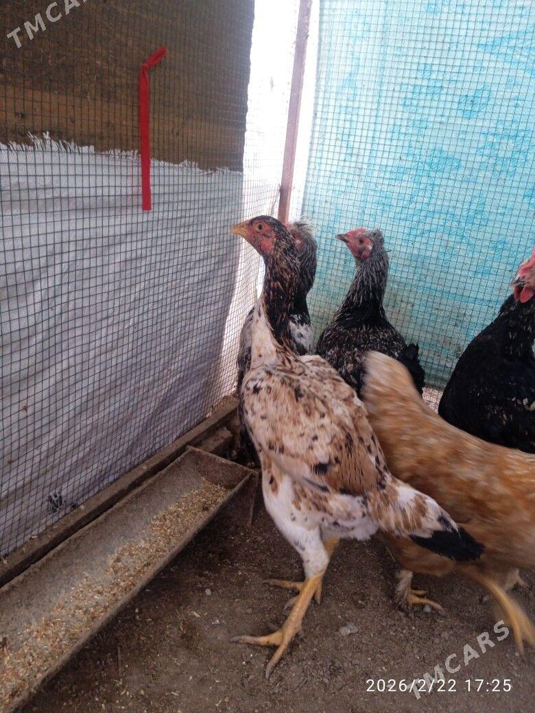 Байес Маки - Туркменабат - img 1