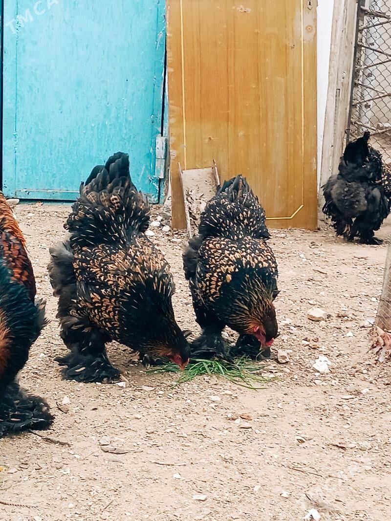 laset juyje - Балканабат - img 1