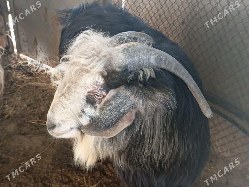 teke - Çoganly - img 1