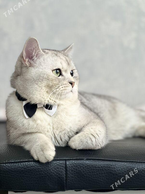 кот для свидания - Ашхабад - img 1