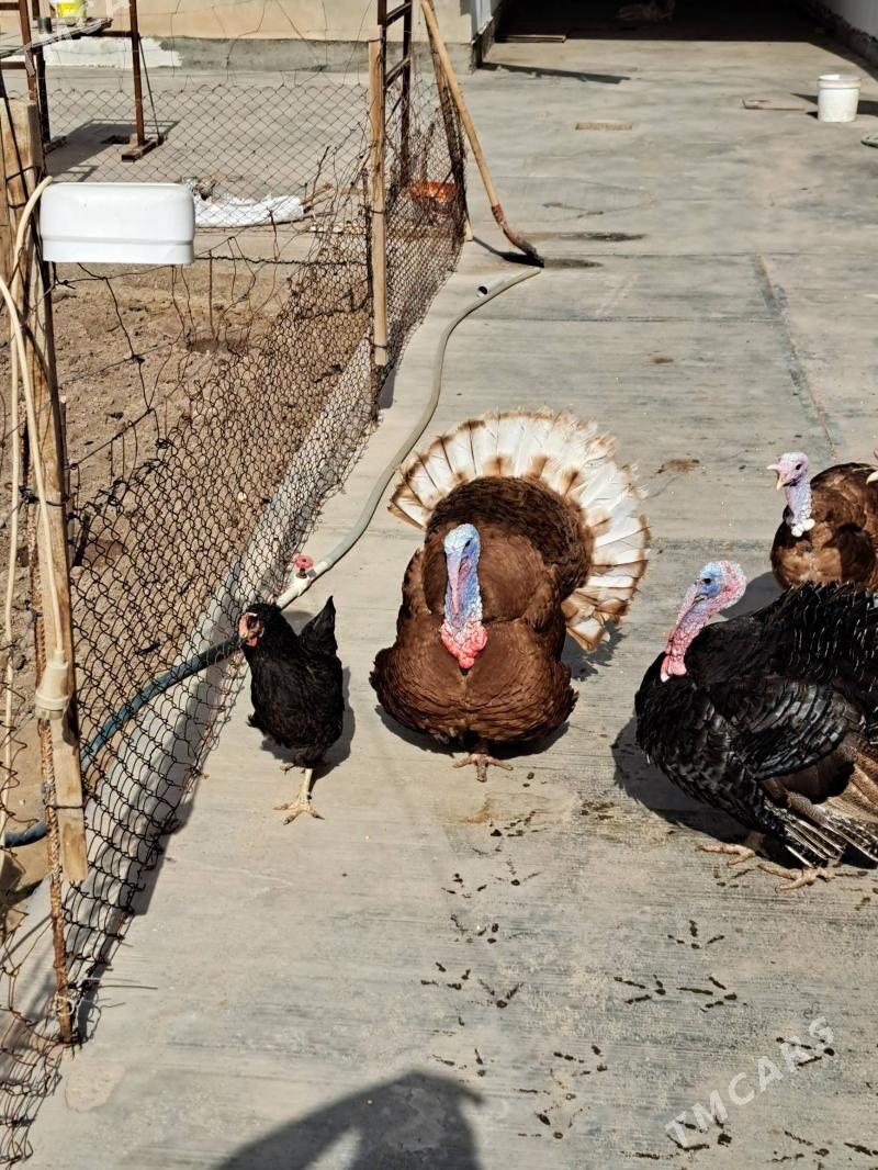 индюк - Туркменабат - img 1