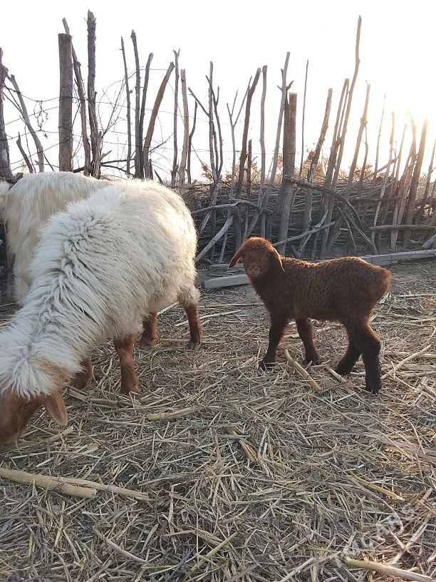 guzly goyun - Кака - img 1