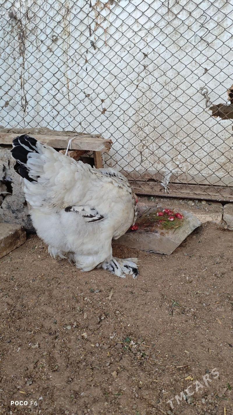 Brama - Ашхабад - img 1