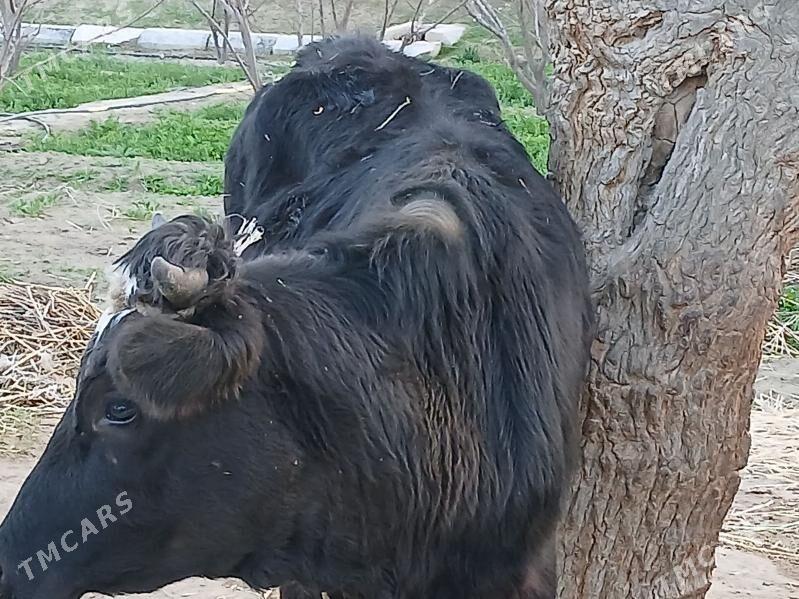 tuwe - Гёкдже - img 1