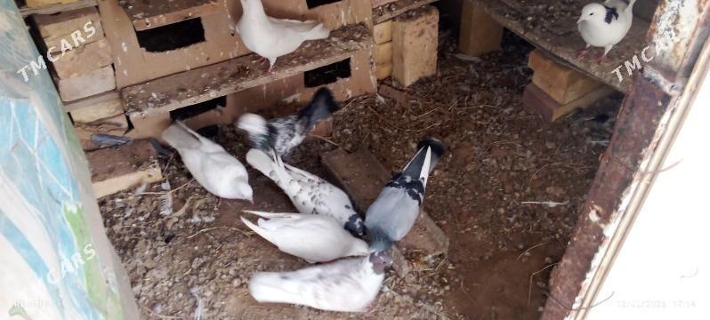 kepderi - Сакарчага - img 1