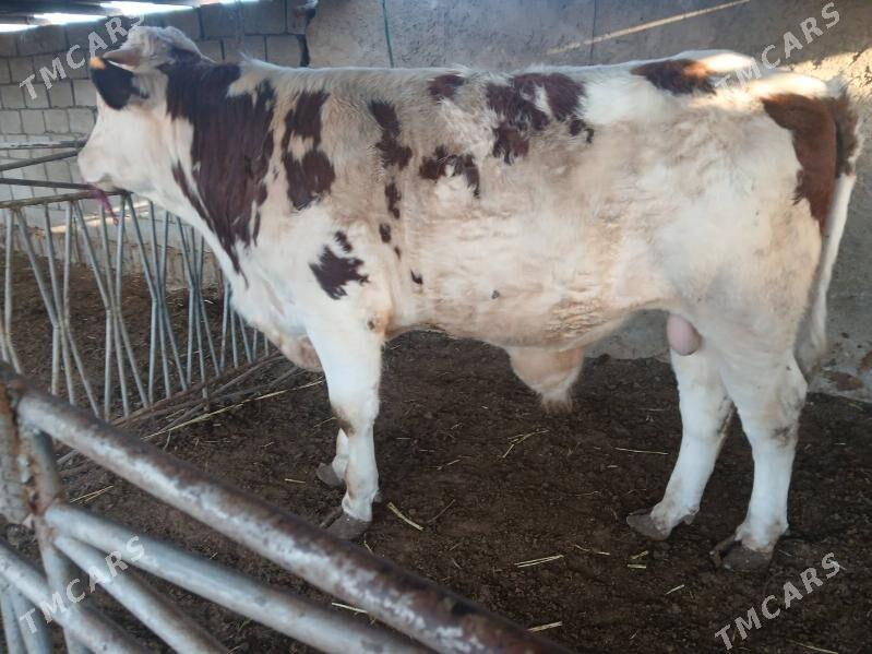 окуз - Балканабат - img 1