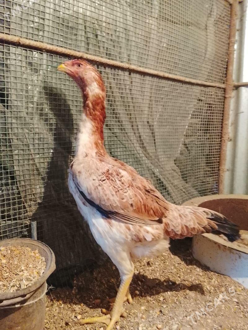 Özbek towuk - Керки - img 1