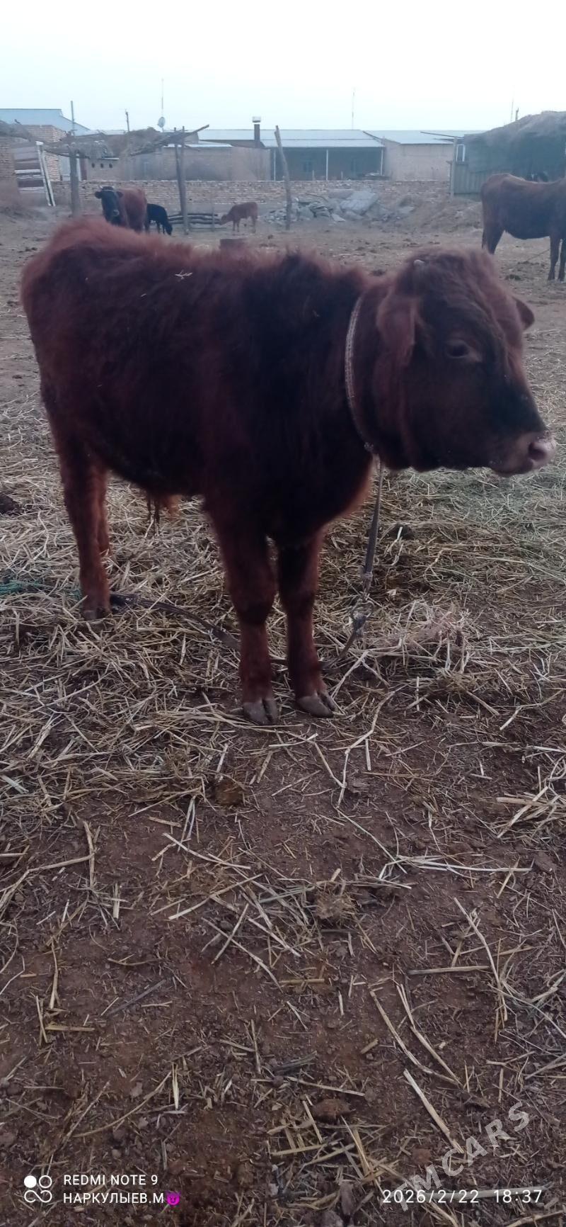 okuz - Сакар - img 1