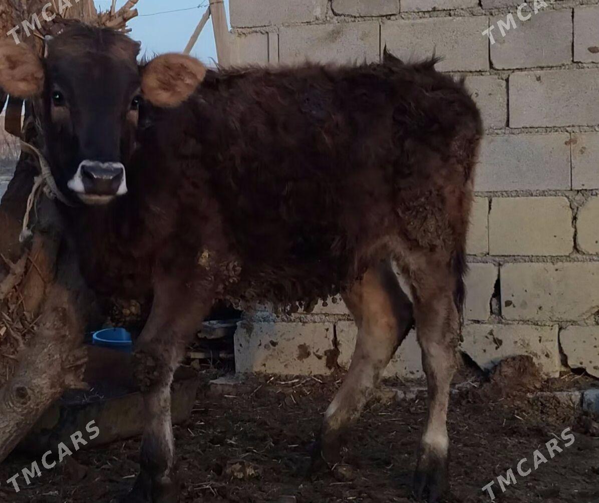 tuwwe - Bäherden - img 1