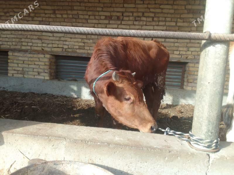 4 okuz - Дянев - img 1