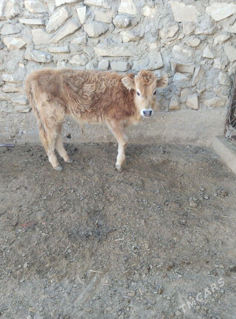 OKUZCE - Эсенгулы - img 1