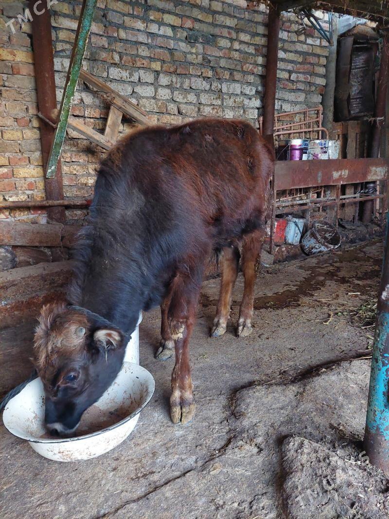 okuzce - Hitrowka - img 1