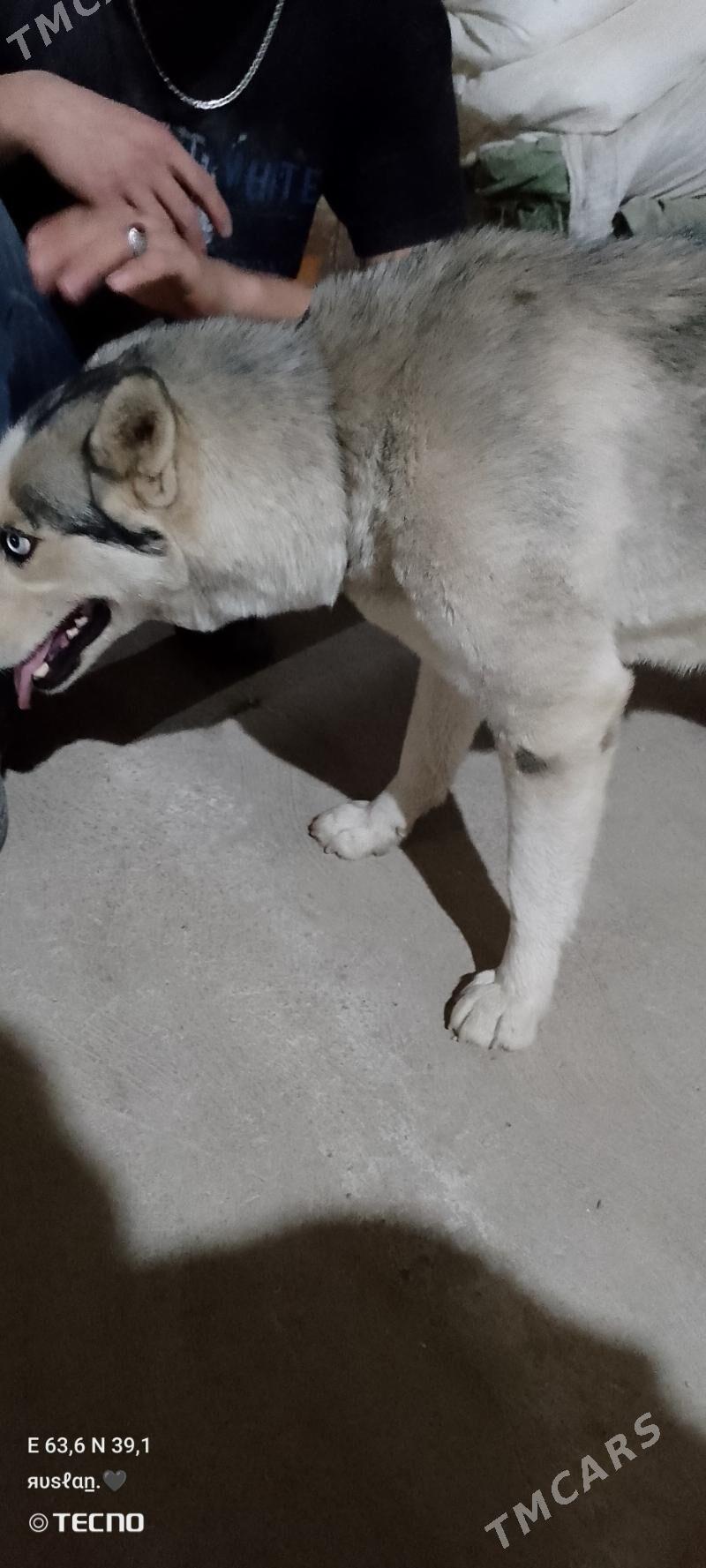 haski - Чарджоу - img 1