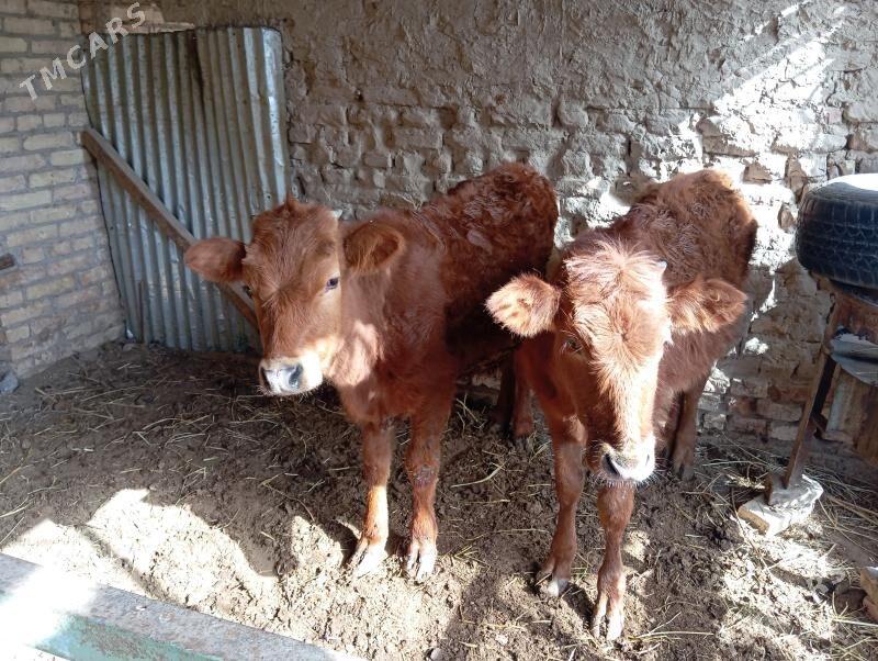 Göleler - Çärjew - img 1