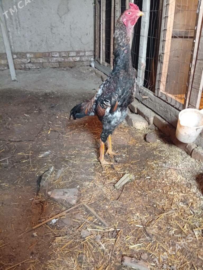 pistalet - Гороглы (Тагта) - img 1