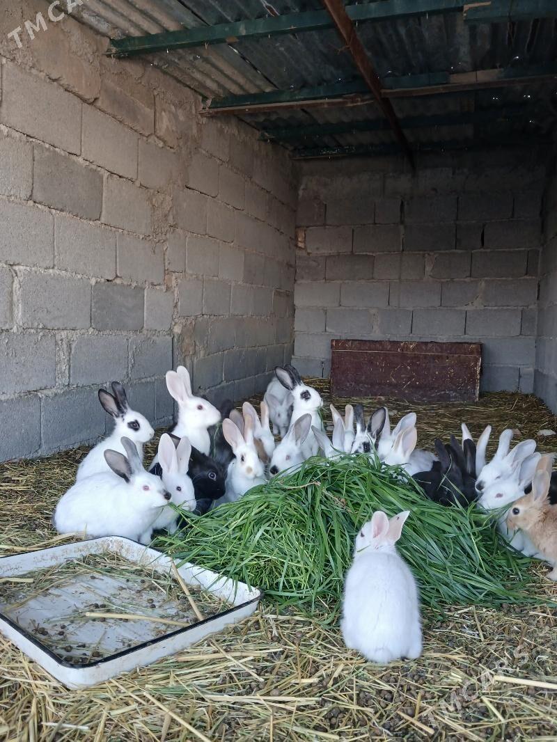 pol welkan towsan - Анев - img 1