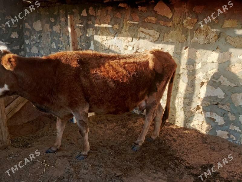 tanaly sygyr - Туркменбаши - img 1