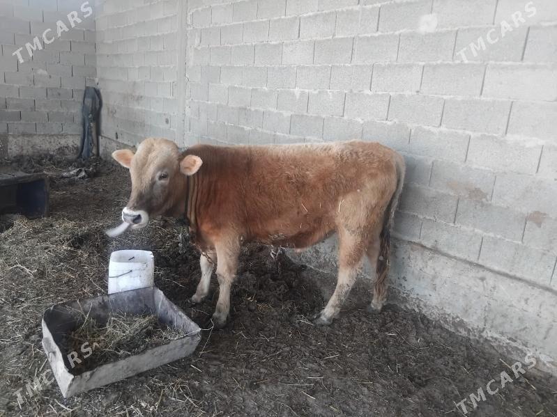 Öküz - Бахарден - img 1