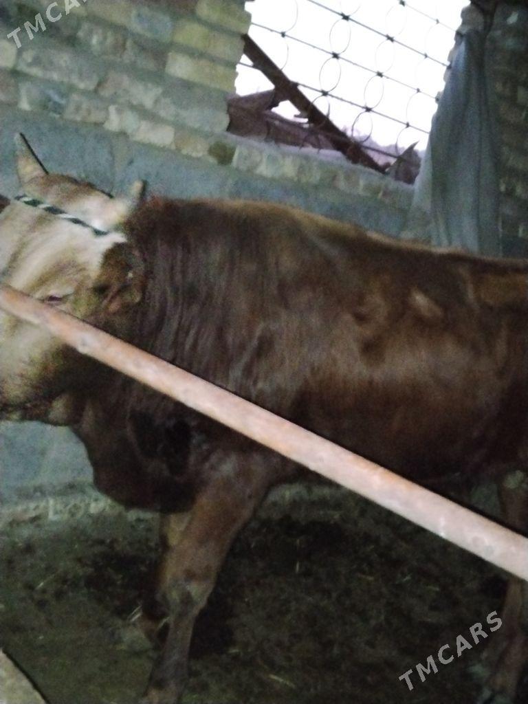 Ökuzler - Türkmenabat - img 1