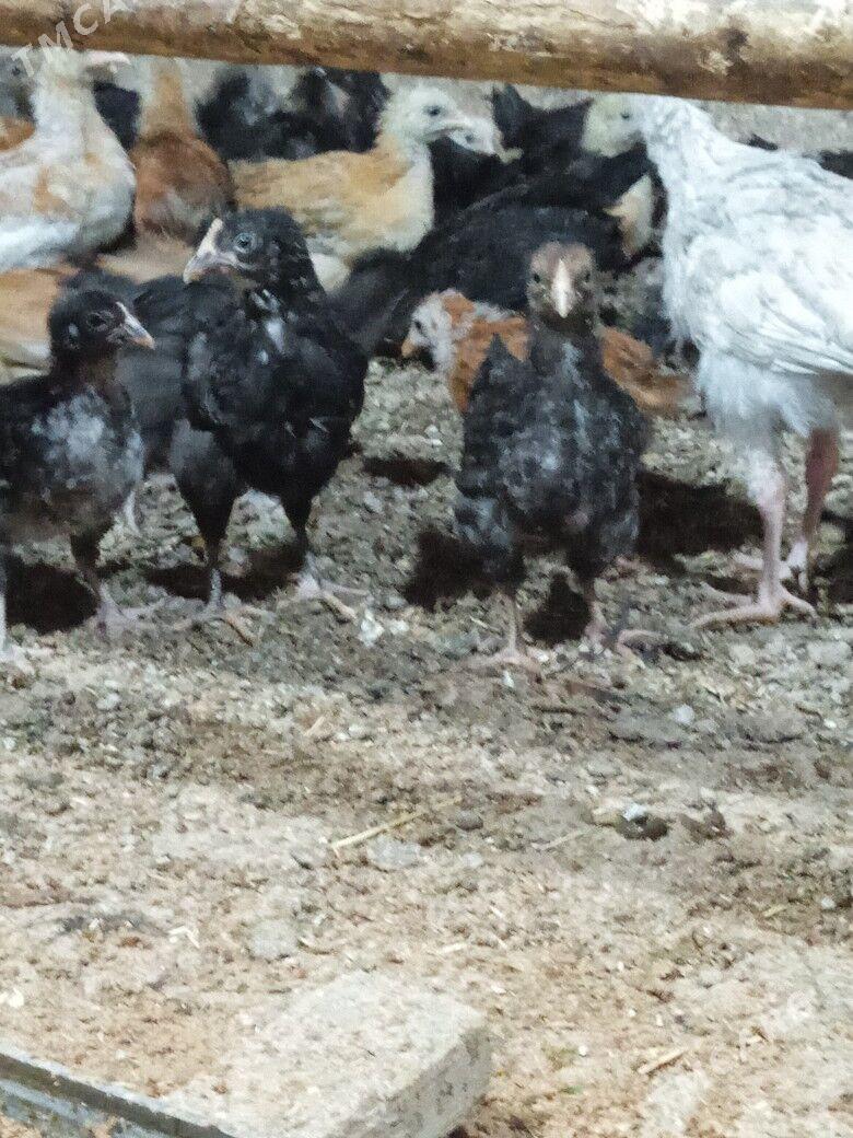 towuk juje - Тагтабазар - img 1