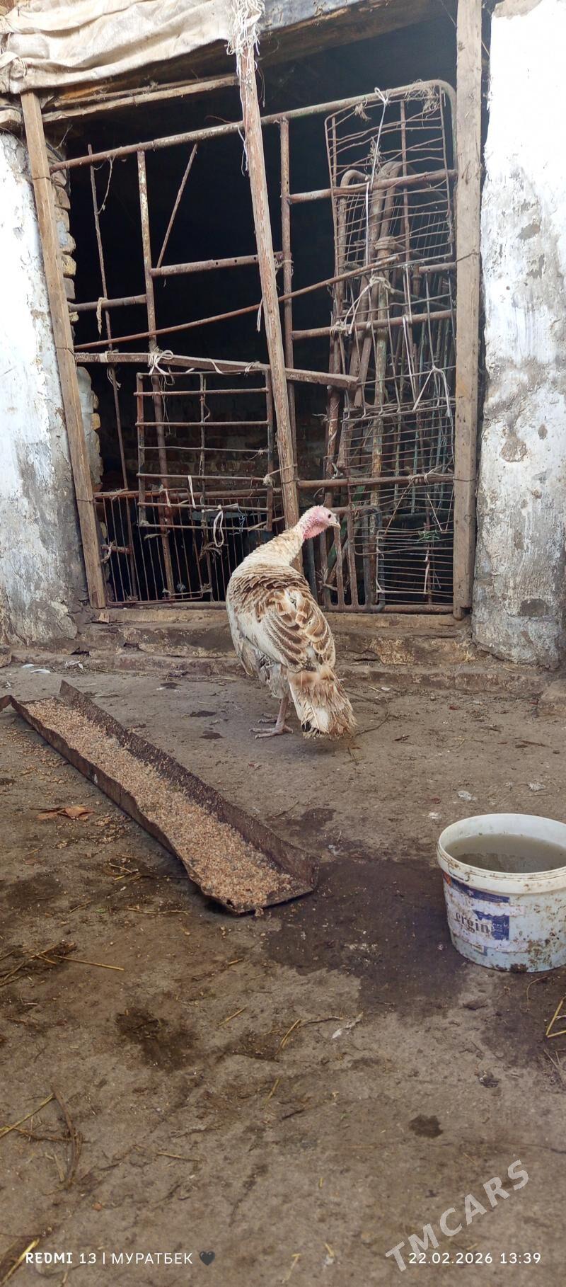 indýuk - Türkmenabat - img 1