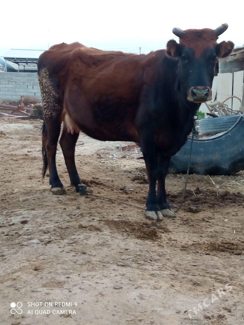 Sygyr - Бахарден - img 1