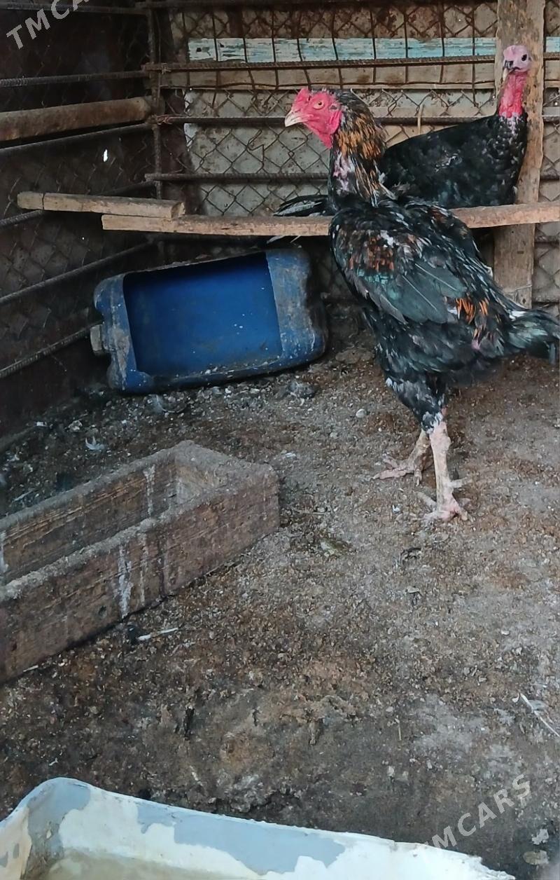 Taskent - Бузмеин - img 1