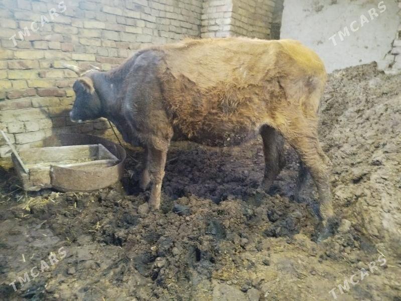 boğaz sygyr - Теджен - img 1