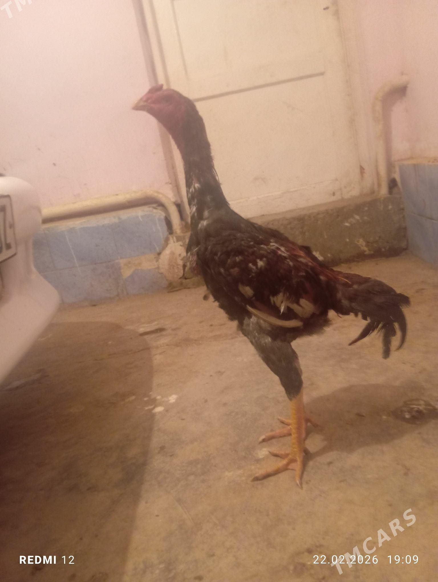 жуже хораз - Дашогуз - img 1