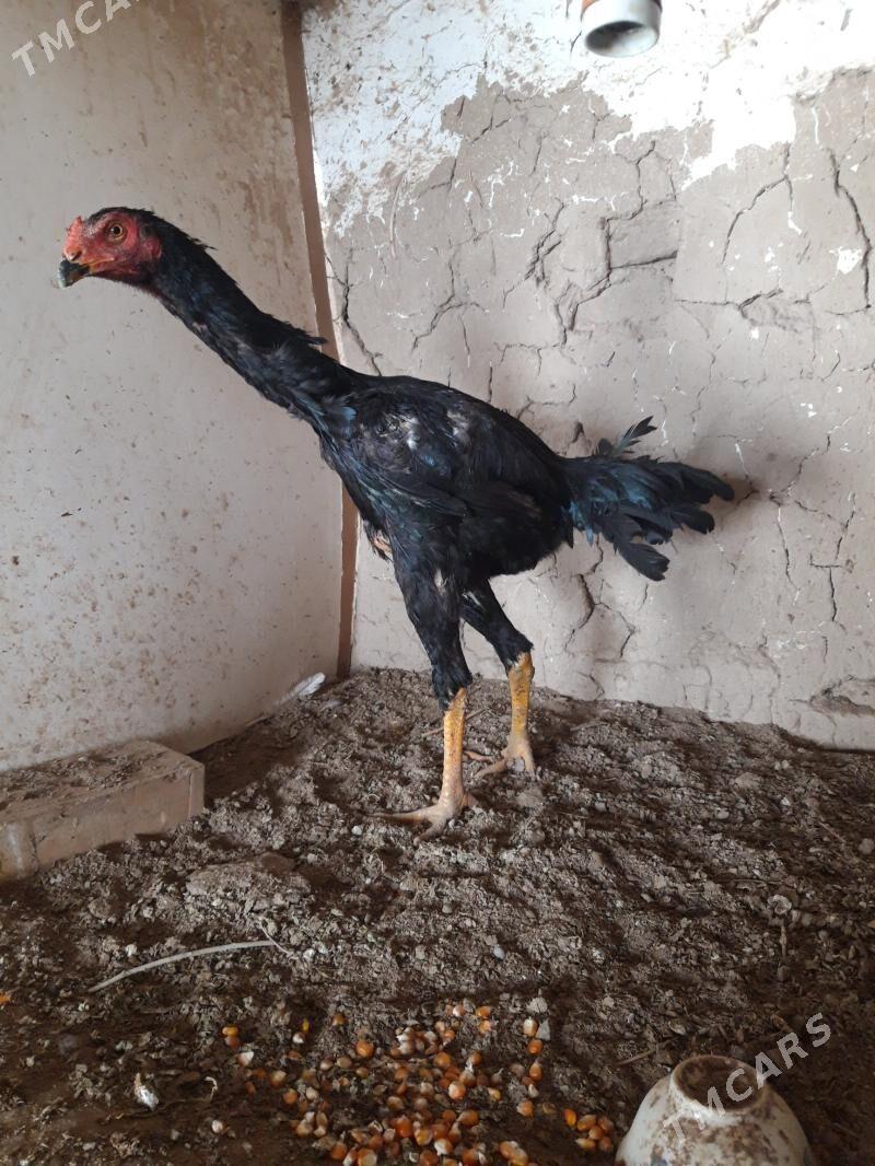 horoz - Baýramaly - img 1