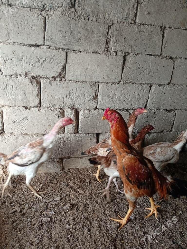 байсовый. тохум - Çärjew - img 1