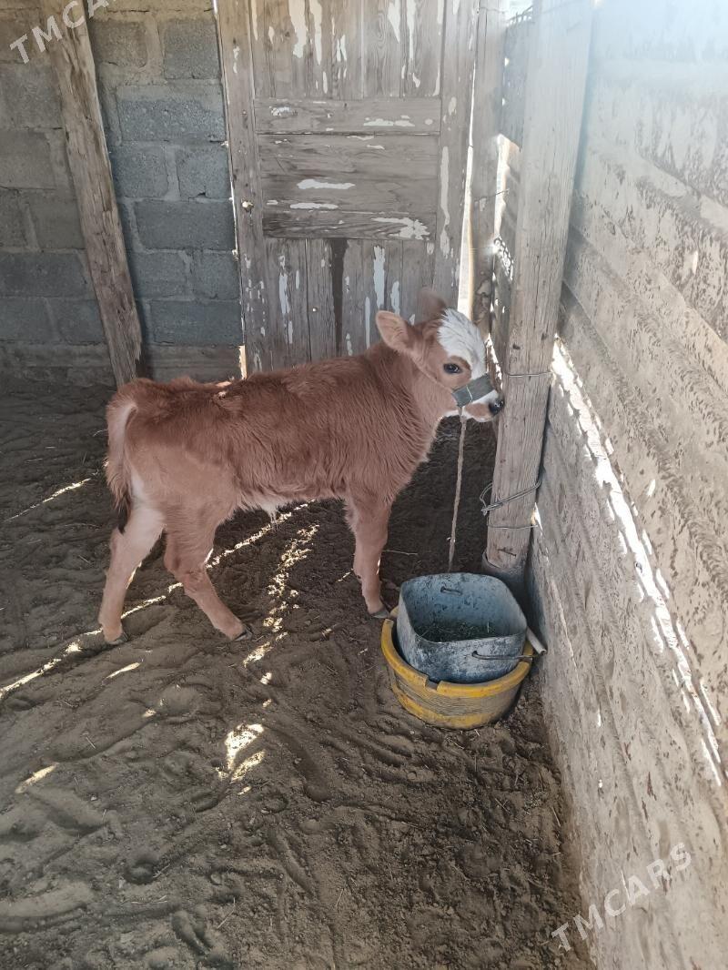 Sygyr - Гумдаг - img 1