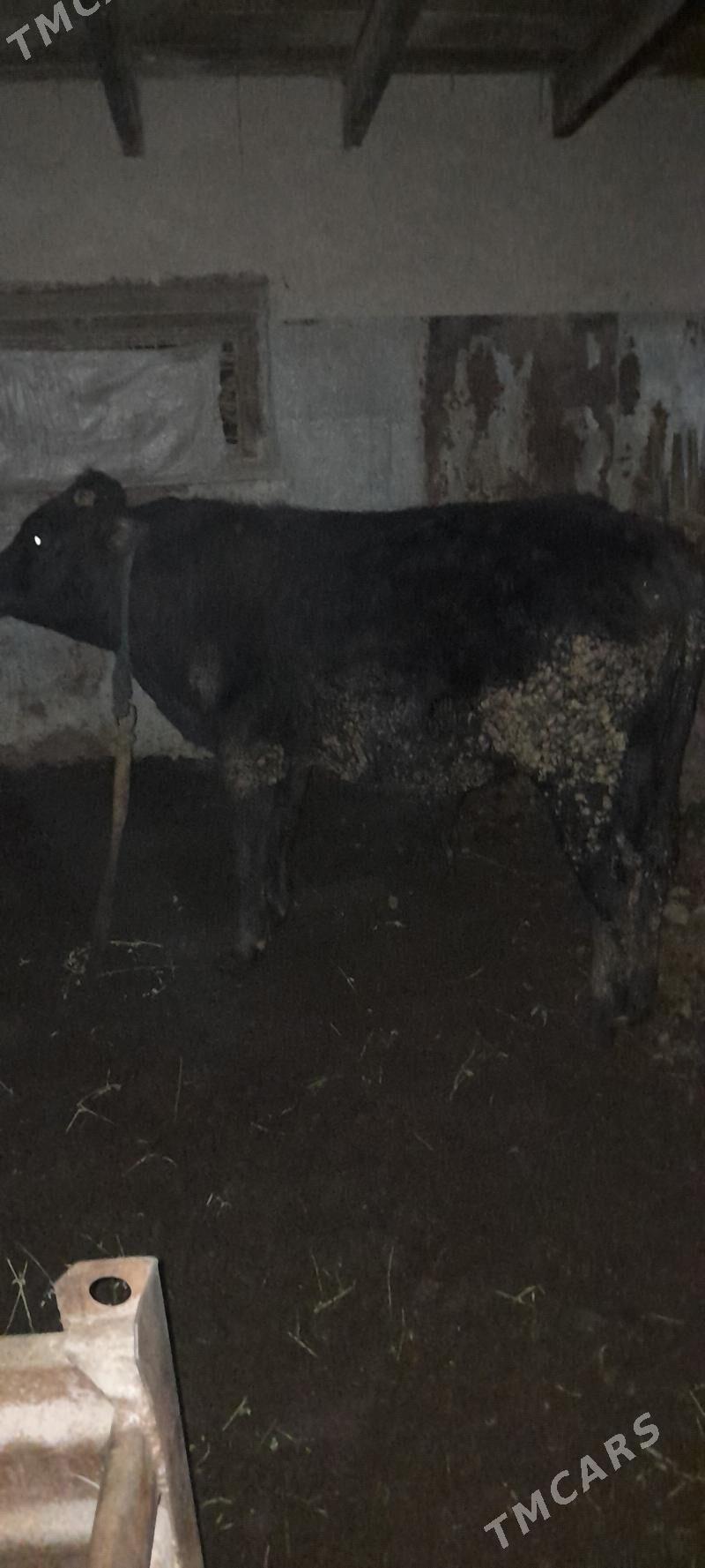 Oküz. - Мары - img 1