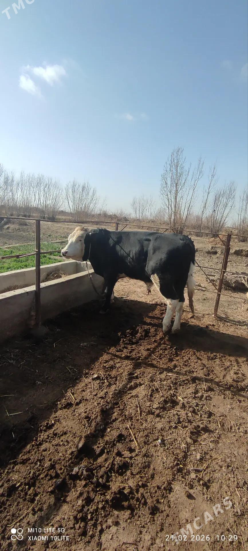 simmental golsteyin - Baýramaly - img 1