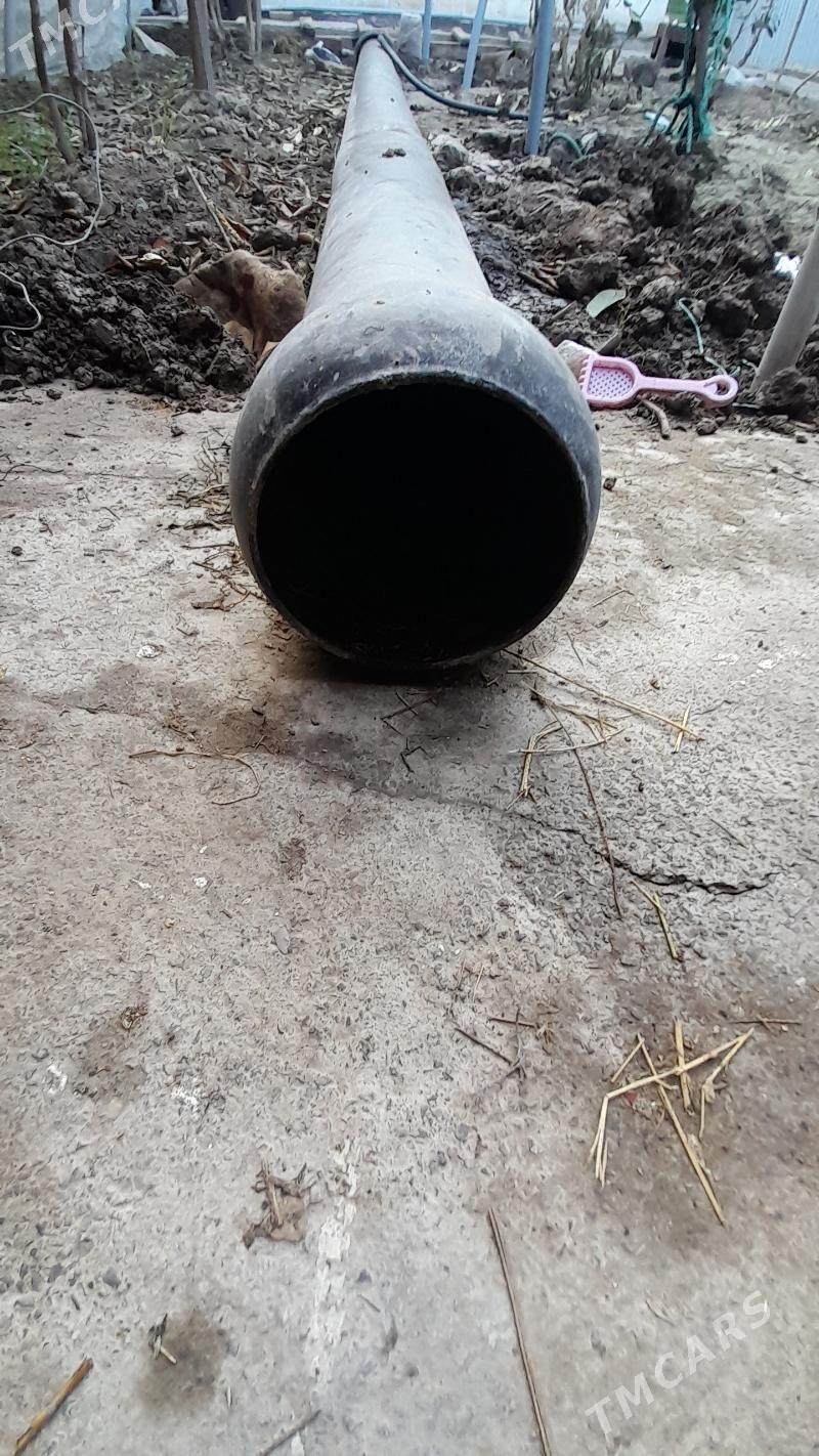 Turwa - Ak bugdaý etraby - img 1