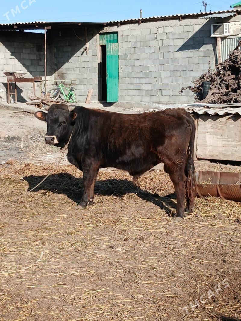 Swes Okuz - Гёкдепе - img 1