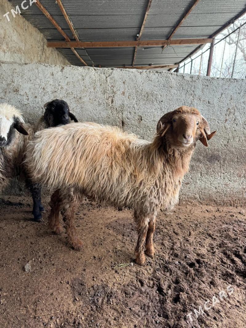 goyun - Büzmeýin - img 1