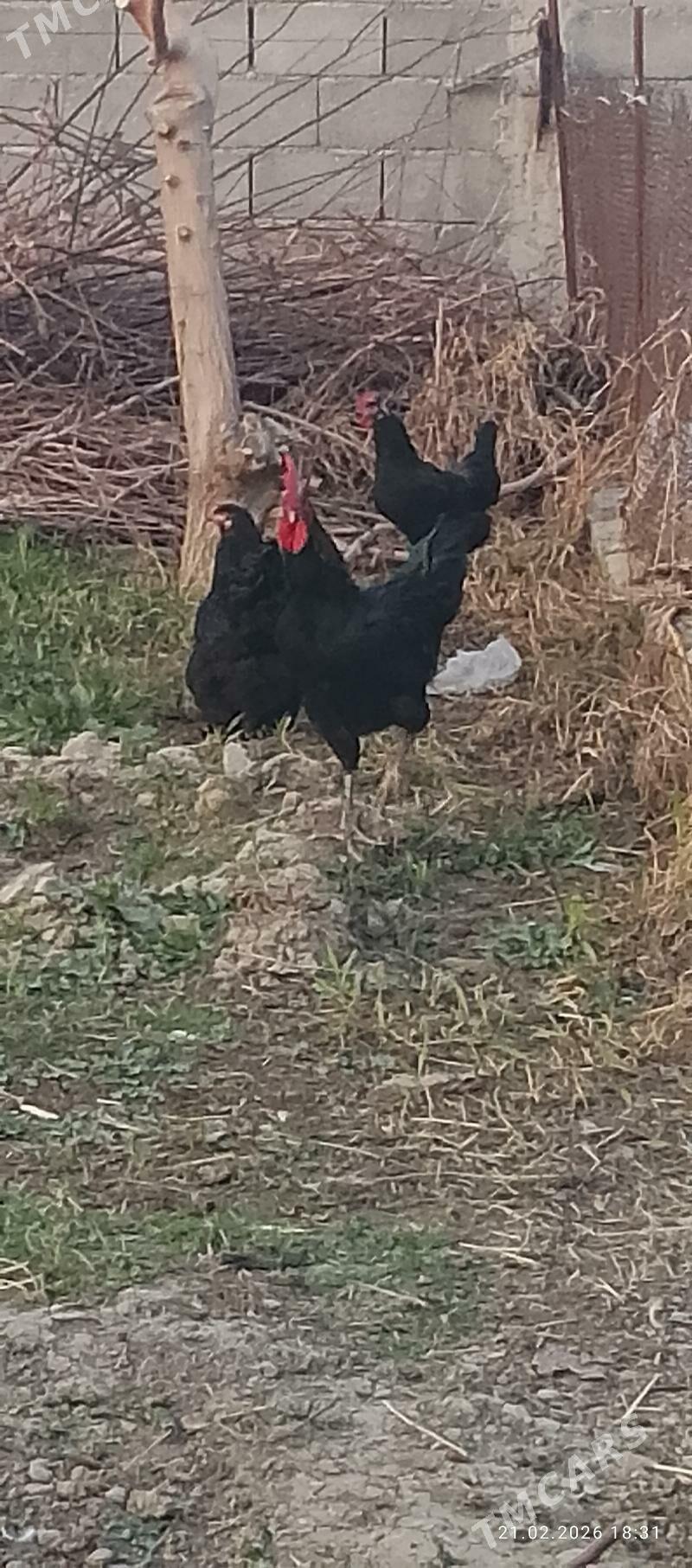 Jersi we Brama horoz - Gökdepe - img 1