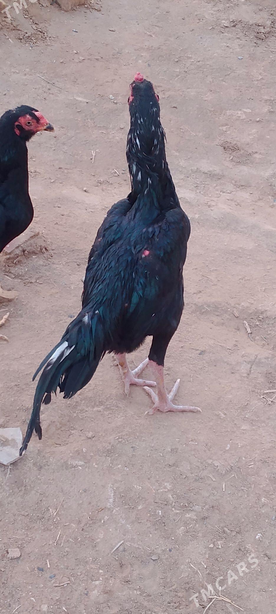 PARODA HORAZ - Mary - img 1