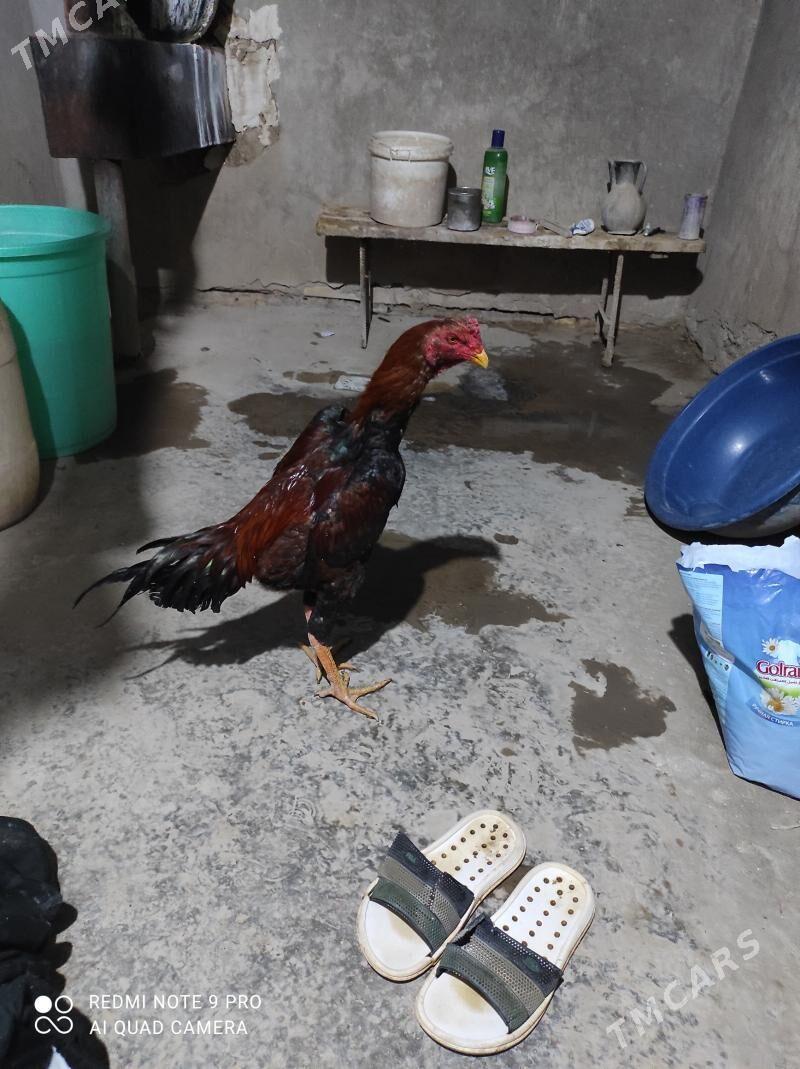 bayes juje - Чарджоу - img 1