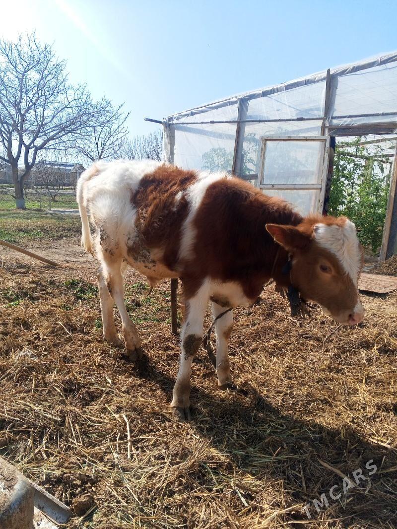 öküz göle - Гёкдепе - img 1