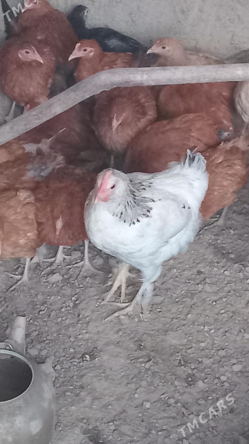 juje - Гызыларбат - img 1