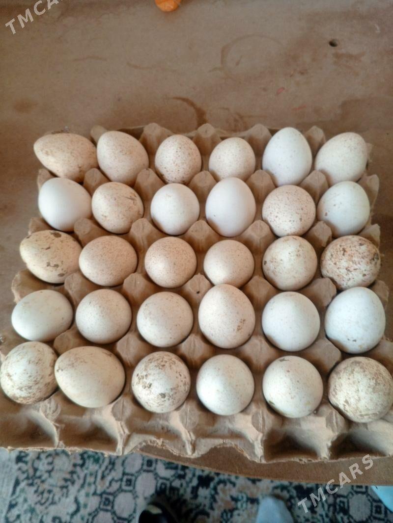 Induk yumurtga - Änew - img 1