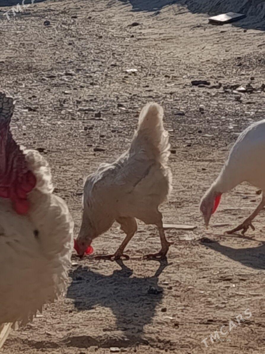 towuk - Гызыларбат - img 1