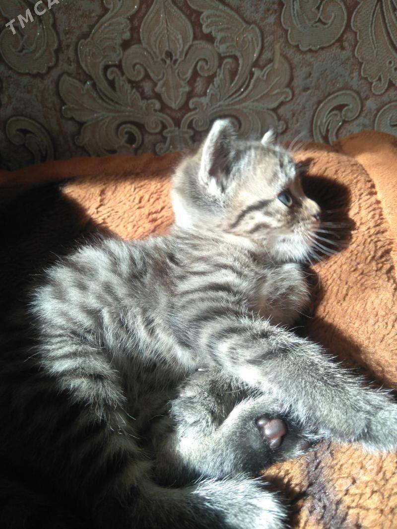 котенок - Чарджоу - img 1