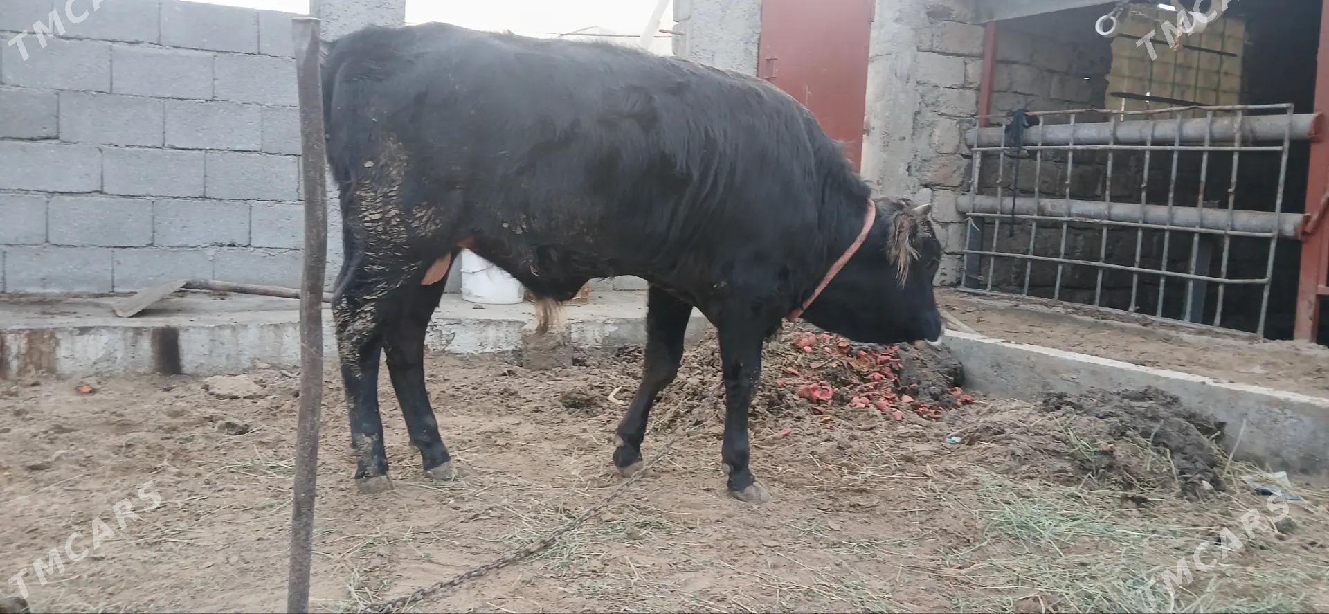 ÖKÜZ - Büzmeýin - img 1